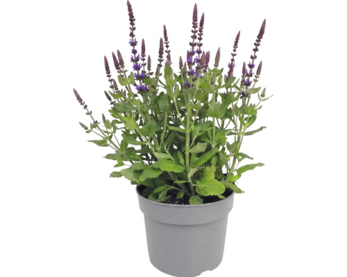 Sauge des bois en pot avec des feuilles vertes et des épis de fleurs violettes dressés.
