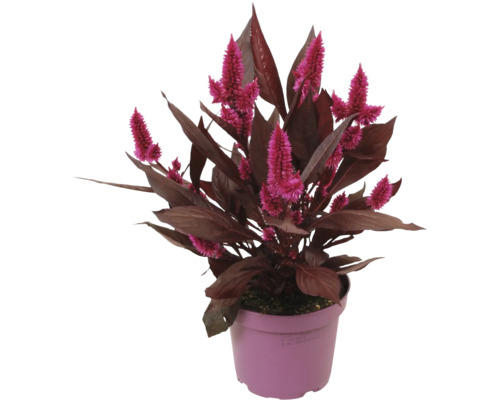 Brandschopf (Celosia) mit rosafarbenen Blüten und dunkelroten Blättern im Kunststofftopf.