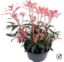 Andromède du Japon Pieris japonica avec de jeunes pousses rougeâtres dans un pot de fleurs noir. (Image AI modified or generated)