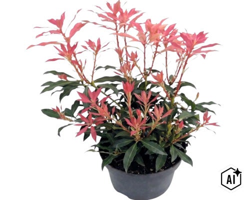 Andromède du Japon Pieris japonica avec de jeunes pousses rougeâtres dans un pot de fleurs noir. (Image AI modified or generated)