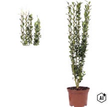 Ilex crenata Fastigiata, houx japonais, arbuste à port érigé dans un pot avec de petites feuilles vertes. (Image AI modified or generated)