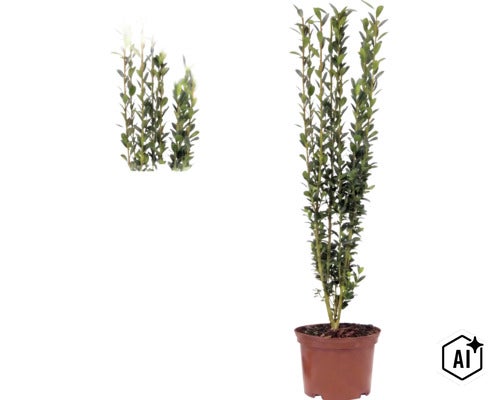 Ilex crenata Fastigiata, houx japonais, arbuste à port érigé dans un pot avec de petites feuilles vertes. (Image AI modified or generated)