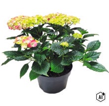 Hortensia à grandes feuilles Hydrangea macrophylla en pot avec des feuilles vertes et des fleurs. (Image AI modified or generated)