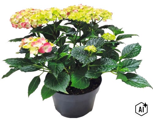 Hortensia à grandes feuilles Hydrangea macrophylla en pot avec des feuilles vertes et des fleurs. (Image AI modified or generated)