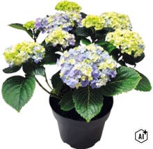 Hortensia en pot avec des fleurs bleues et vert clair et des feuilles vertes. (Image AI modified or generated)