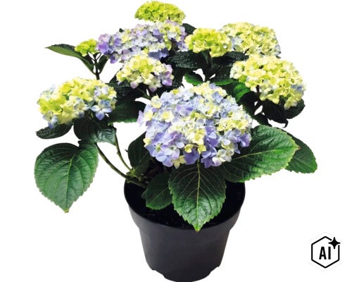 Hortensia en pot avec des fleurs bleues et vert clair et des feuilles vertes. (Image AI modified or generated)