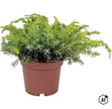 Genévrier rampant dans un pot en plastique brun, plante de jardin rustique. (Image AI modified or generated)