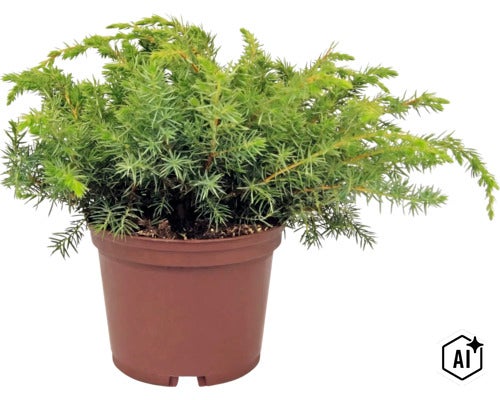 Genévrier rampant dans un pot en plastique brun, plante de jardin rustique. (Image AI modified or generated)