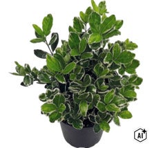 Fusain rampant Euonymus fortunei Emerald Gaiety dans un pot en plastique noir. (Image AI modified or generated)