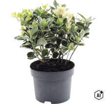 Fusain de Fortune Euonymus fortunei en pot en plastique noir. (Image AI modified or generated)