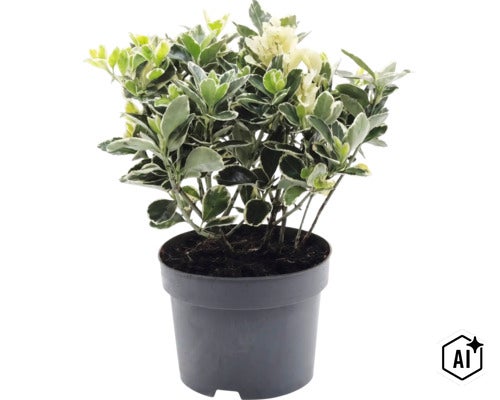 Fusain de Fortune Euonymus fortunei en pot en plastique noir. (Image AI modified or generated)