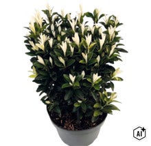 Fusain du Japon Euonymus japonicus Paloma Blanca en pot en plastique avec des feuilles vert foncé et de nouvelles pousses blanches. (Image AI modified or generated)