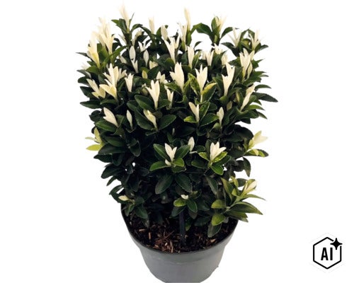 Fusain du Japon Euonymus japonicus Paloma Blanca en pot en plastique avec des feuilles vert foncé et de nouvelles pousses blanches. (Image AI modified or generated)