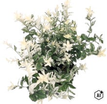 Fusain de Fortune Euonymus fortunei avec des feuilles panachées vertes et blanches. (Image AI modified or generated)