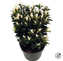 Fusain du Japon Euonymus fortunei Paloma Blanca avec des feuilles vert foncé et des pousses blanches en pot. (Image AI modified or generated)