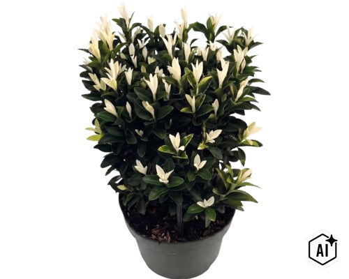 Fusain du Japon Euonymus fortunei Paloma Blanca avec des feuilles vert foncé et des pousses blanches en pot. (Image AI modified or generated)