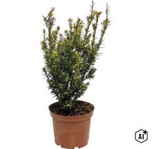 If commun (Taxus baccata) dans un pot en plastique, arbuste à feuilles persistantes avec des aiguilles denses pour le jardin ou la terrasse. (Image AI modified or generated)