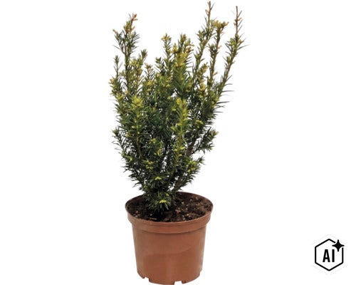 Gemeine Eibe (Taxus baccata) am Kunststoffdëppen, ëmmergrénge Strauch mat dichten Nol fir Gaart oder Terrass. (Image AI modified or generated)