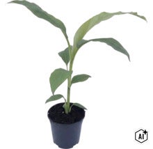 Jeune plant de bananier dans un pot en plastique noir rempli de terre. (Image AI modified or generated)