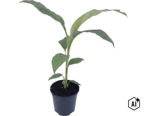 Jeune plant de bananier dans un pot en plastique noir rempli de terre. (Image AI modified or generated)