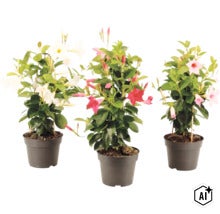 Trois plantes Mandevilla dans des pots en plastique avec des fleurs blanches, rouges et roses et des tuteurs en bambou. (Image AI modified or generated)
