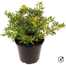 Azalée japonaise dans un pot en plastique, plante de jardin. (Image AI modified or generated)