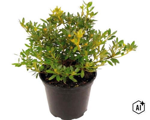 Azalée japonaise dans un pot en plastique, plante de jardin. (Image AI modified or generated)