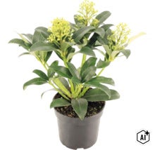 Skimmia japonica dans un pot de fleurs noir avec des feuilles vertes et des bourgeons clairs. (Image AI modified or generated)