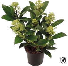 Skimmia du Japon Skimmia japonica avec boutons floraux verts dans un pot en plastique noir (Image AI modified or generated)