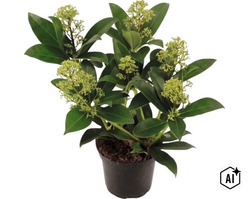 Skimmia du Japon Skimmia japonica avec boutons floraux verts dans un pot en plastique noir (Image AI modified or generated)