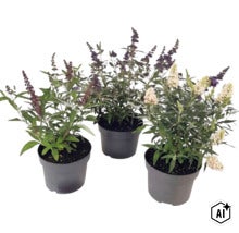 Trois arbres aux papillons Buddleja davidii en pots noirs avec des panicules de fleurs violettes et blanches. (Image AI modified or generated)