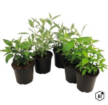 Cinq jeunes plantes aux feuilles vertes dans des pots en plastique noirs. (Image AI modified or generated)