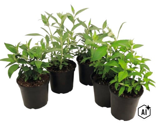 Cinq jeunes plantes aux feuilles vertes dans des pots en plastique noirs. (Image AI modified or generated)