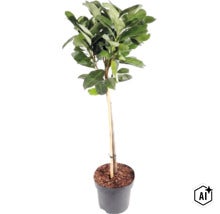 Plante en pot avec feuilles vertes et tronc fin, soutenue par un tuteur en bambou, dans un pot en plastique noir. (Image AI modified or generated)