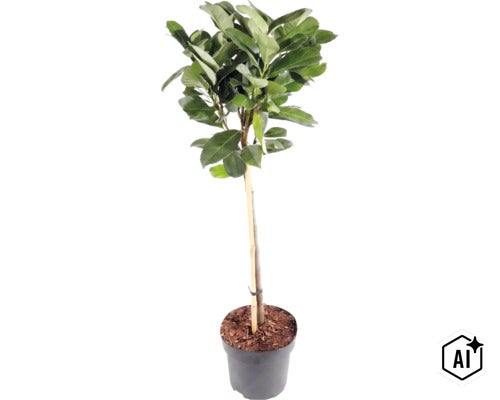 Plante en pot avec feuilles vertes et tronc fin, soutenue par un tuteur en bambou, dans un pot en plastique noir. (Image AI modified or generated)