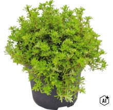 Grüner Strauch im schwarzen Kunststofftopf, Gartenpflanze für den Außenbereich. (Image AI modified or generated)