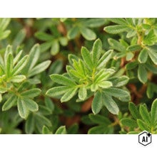 Nahaufnahme der grünen Blätter eines Fingerkrauts Potentilla. (Image AI modified or generated)