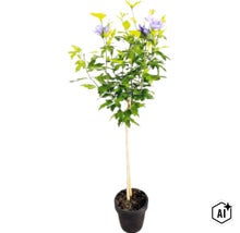 Hibiscus syriacus sur tige avec fleurs violettes dans un pot de fleurs (Image AI modified or generated)