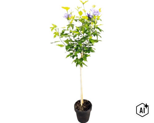 Hibiscus syriacus sur tige avec fleurs violettes dans un pot de fleurs (Image AI modified or generated)