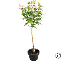 Hibiscus syriacus sur tige dans un pot noir avec des fleurs rose clair au cœur sombre et un tuteur. (Image AI modified or generated)