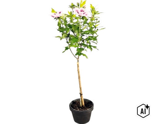 Hibiscus syriacus sur tige dans un pot noir avec des fleurs rose clair au cœur sombre et un tuteur. (Image AI modified or generated)