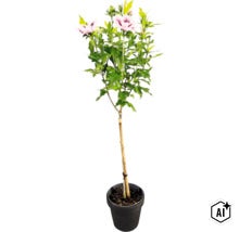 Hibiscus de jardin Hibiscus syriacus sur tige avec des fleurs rose clair dans un pot noir. (Image AI modified or generated)