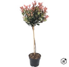 Photinia fraseri Red Robin sur tige en pot avec tuteur en bambou. (Image AI modified or generated)