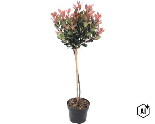 Photinia fraseri Red Robin sur tige en pot avec tuteur en bambou. (Image AI modified or generated)