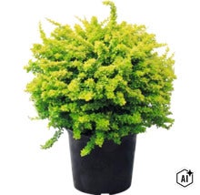 Épine-vinette de Thunberg Aurea, arbuste à feuilles jaunes dans un pot noir. (Image AI modified or generated)