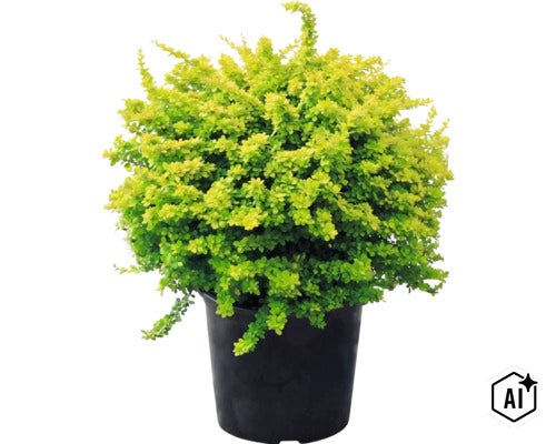 Épine-vinette de Thunberg Aurea, arbuste à feuilles jaunes dans un pot noir. (Image AI modified or generated)