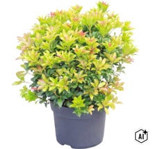 Pieris japonica touffue dans un pot sombre avec un feuillage dense et de jeunes pousses rougeâtres. (Image AI modified or generated)