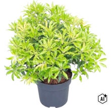 Pieris japonica en pot en plastique avec feuillage dense. (Image AI modified or generated)