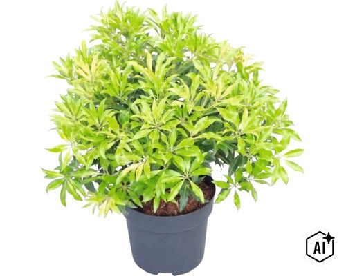 Pieris japonica en pot en plastique avec feuillage dense. (Image AI modified or generated)