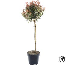 Photinia fraseri Little Red Robin sur tige dans un pot en plastique noir avec un tuteur en bambou. (Image AI modified or generated)